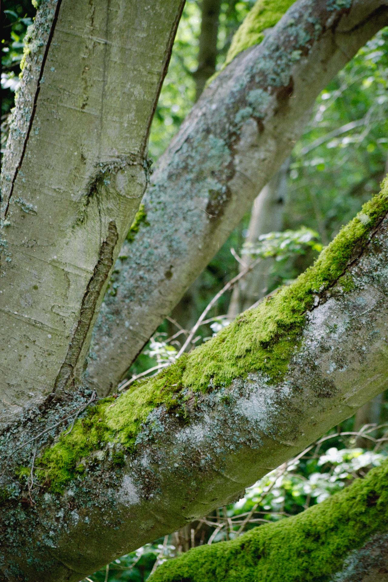 Thumbnail /2022 Seattle/Moos gold.jpg